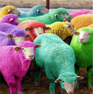 colourful sheeps